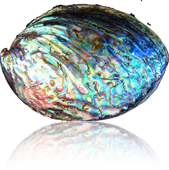 coquillage opalescent
